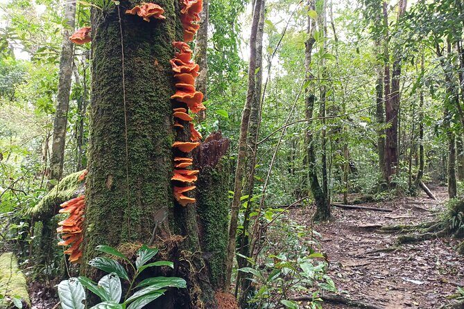 Aural Mountain Trek: Cambodia Tallest Peak Challenge - Small Group Trekking (Max 10): Why the Group Size Changes the Experience