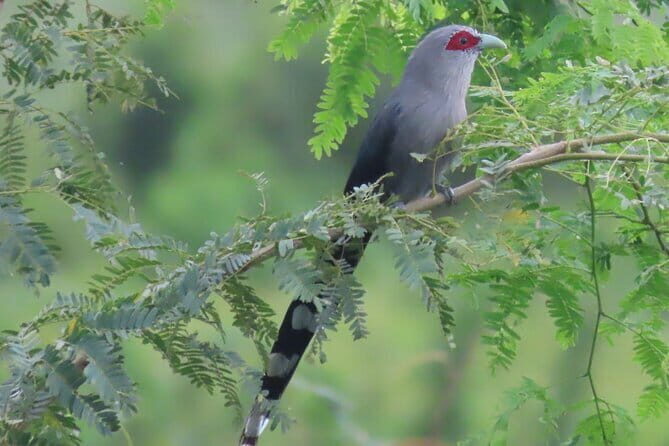 Beyond The Oudong Temple and Birdwatching in Phnom Penh - Key Highlights You’ll Care About