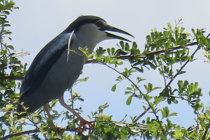 Beyond The Oudong Temple and Birdwatching in Phnom Penh - Early Bird Mode: Phnom Penh Pickup and the 5:30–6:00 am Timing