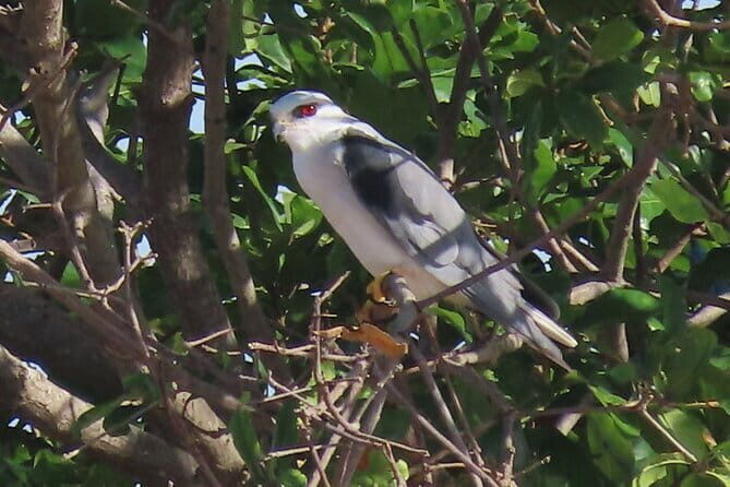 Beyond The Oudong Temple and Birdwatching in Phnom Penh - Oudong Temple Birding: Old Capital Views and a Bird-Friendly Finish