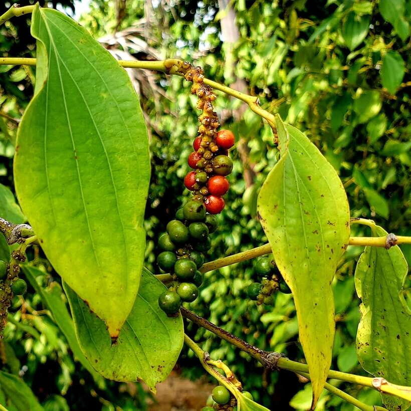From Phnom Penh: Kampot Day Trip to Beautiful place W/ Guide - Pepper farm stops: what Kampot pepper is really about