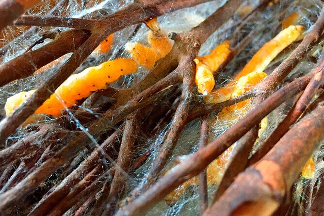 Half Day Silk Island Cruise and Tours with English speaking guide - Silk Island Community Center: watching silk-making from worms to products