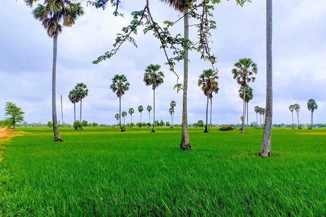 Killing Field & Paddy Rice Fields Tuk Tuk Adventure - Morning start from Phnom Penh: what the first hours set up