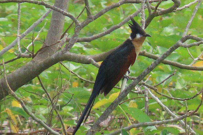 Phnom Penh Birding Experience and Brunch - Why This Phnom Penh Birding Morning Works