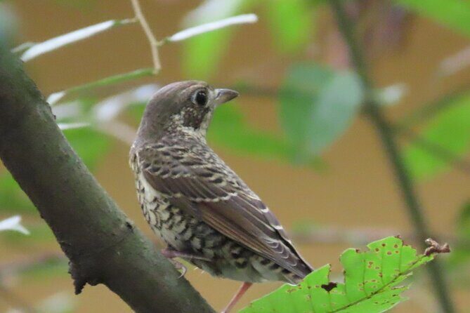 Phnom Penh Birding Experience and Brunch - 7NG Road Paddy Rice Fields and Lotus Farms: Where Birds Feed Quietly