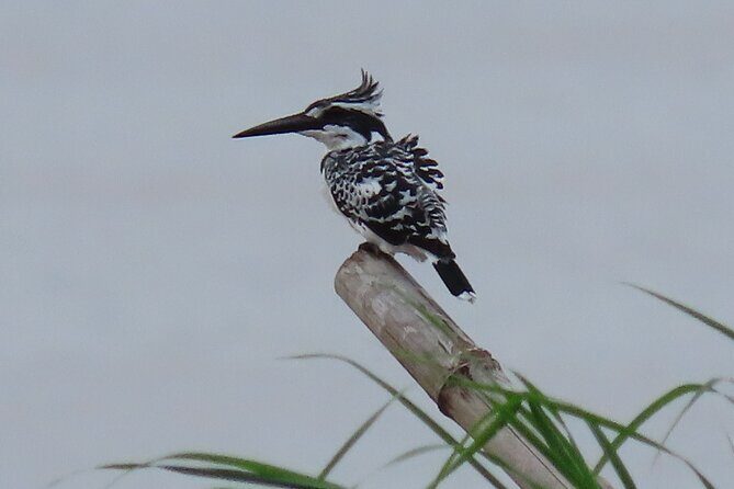 Phnom Penh Birding Experience and Brunch - Breakfast at PHSAR DEK: Open-Air Coffee With Lake Views