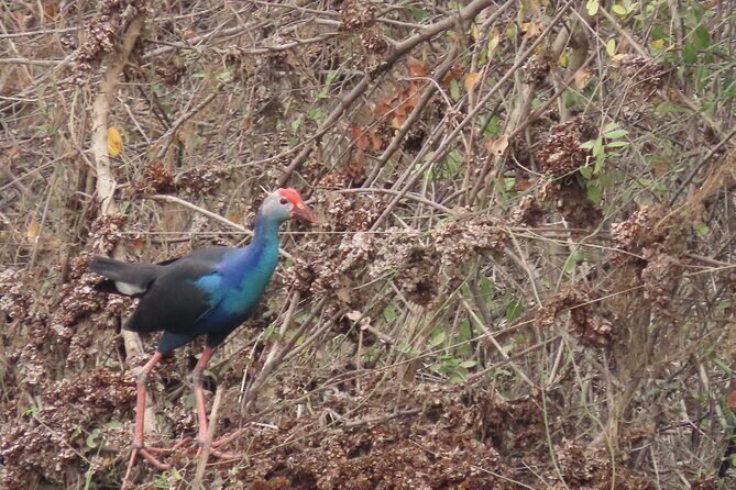 Phnom Penh Birding Experience and Brunch - What You’ll See: Wetland Birds and the Names That Make You Care