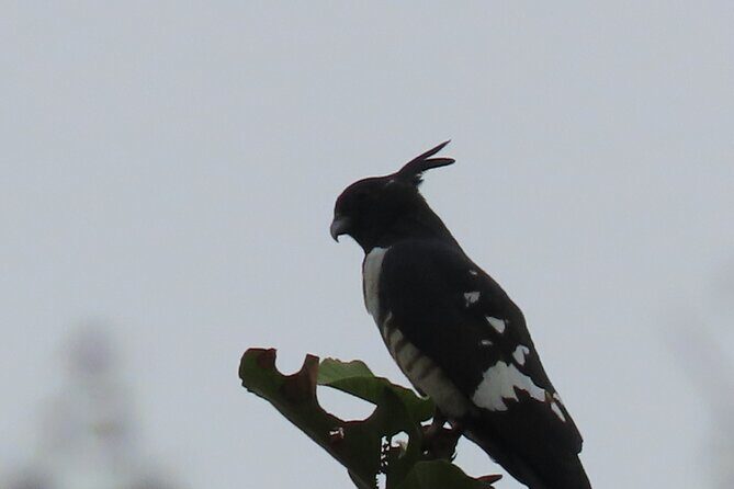 Phnom Penh Birding Experience and Brunch - Gear, Guide Style, and How to Get Better Sightings