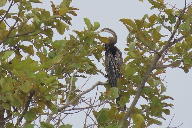 Phnom Penh Birding Experience and Brunch - Price and Logistics: Is $85 Good Value?