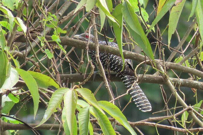Phnom Penh Birding Experience and Brunch - Areyksat Ferry Dock at 6:00: The Morning Starts Moving