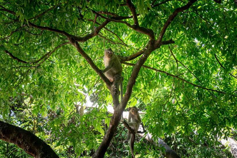 Phnom Penh: Phnom Oudong & Koh Chen Village - Lunch include - Quick hits before you go