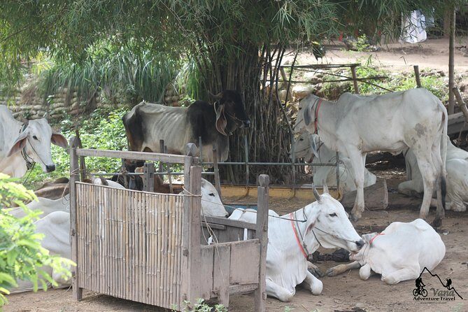 Silk Island & countryside of Phnom Penh by Tuk Tuk - Lunch or dinner by the river: Khmer flavors with a simple local setup