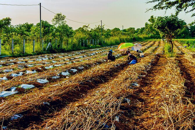 Silk Island Private Half-Day Tour from Phnom Penh - Refreshments and the food reality: plan around a half-day schedule